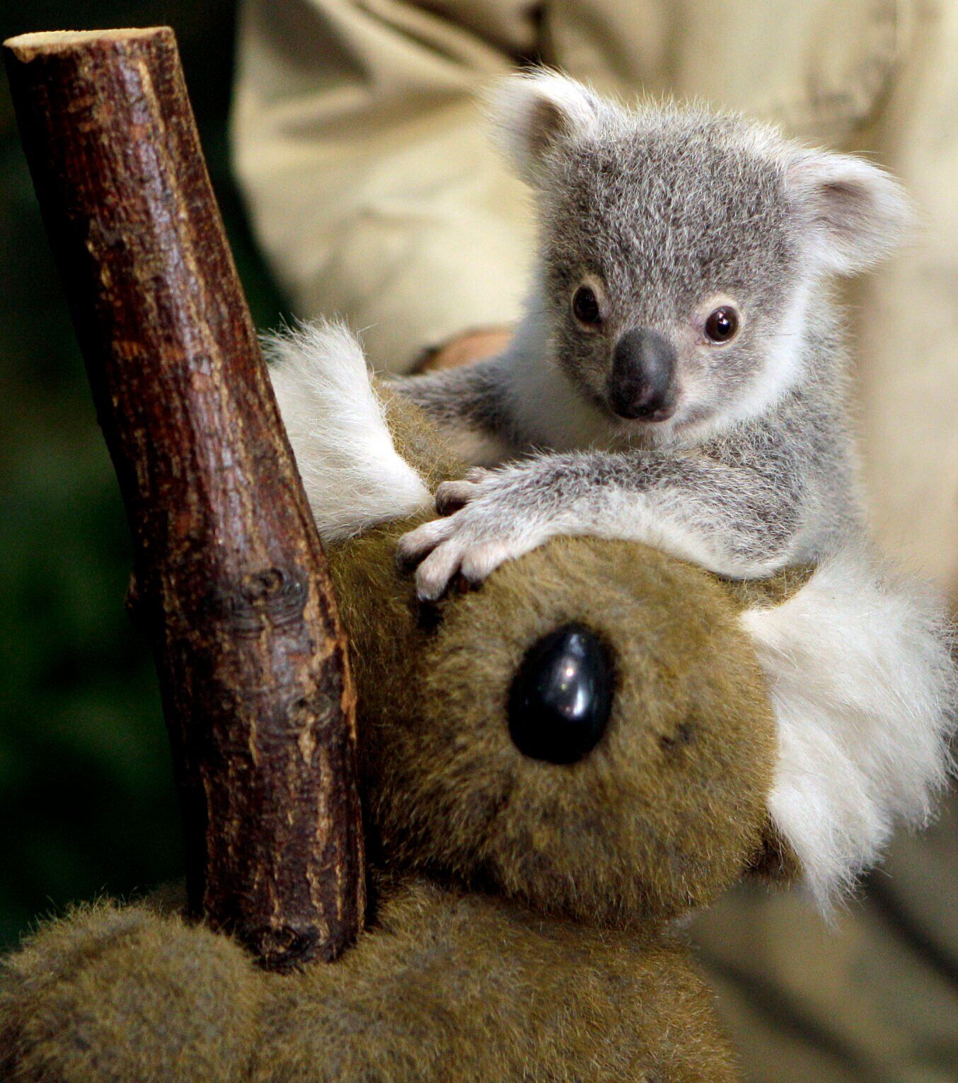 Germany Koala